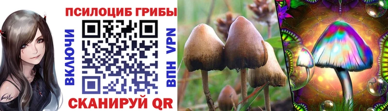 сколько стоит  Людиново  Псилоцибиновые грибы Psilocybe 